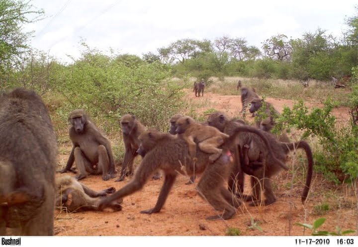 baboon-troop