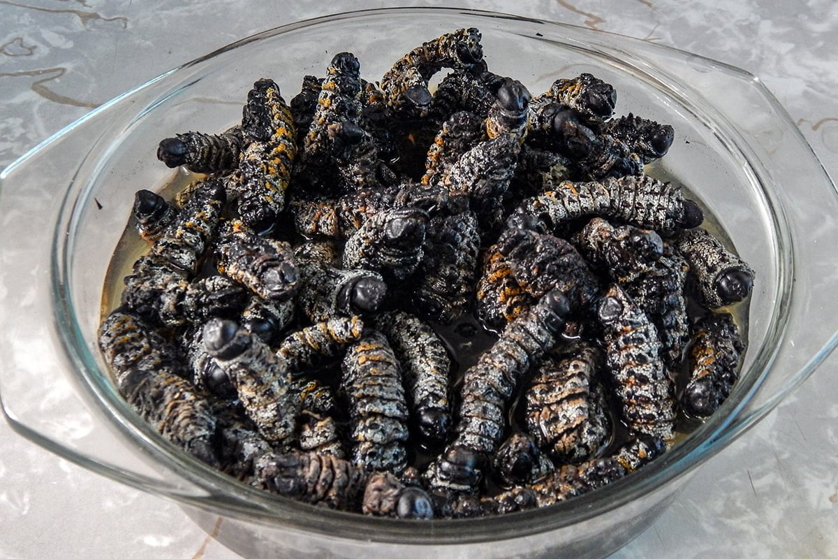 Mopane worms