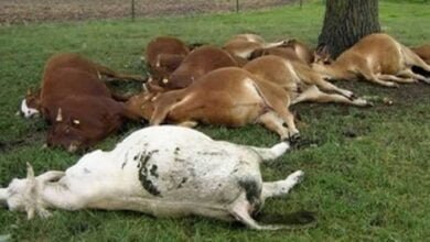 dead cattle