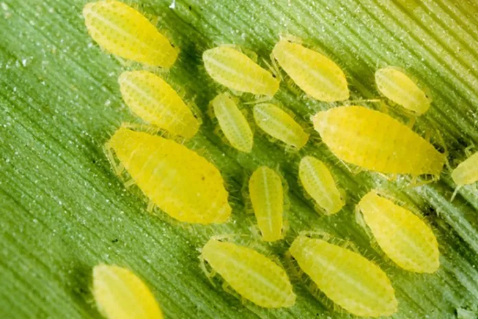 yellow aphid