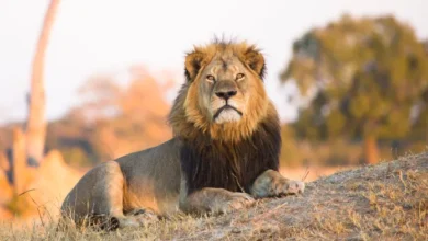 lion