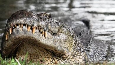 crocodile