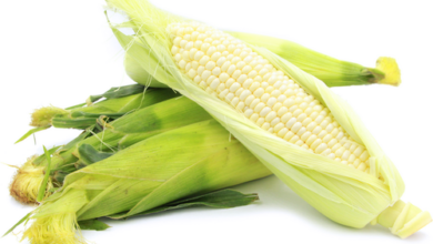 Maize cobs