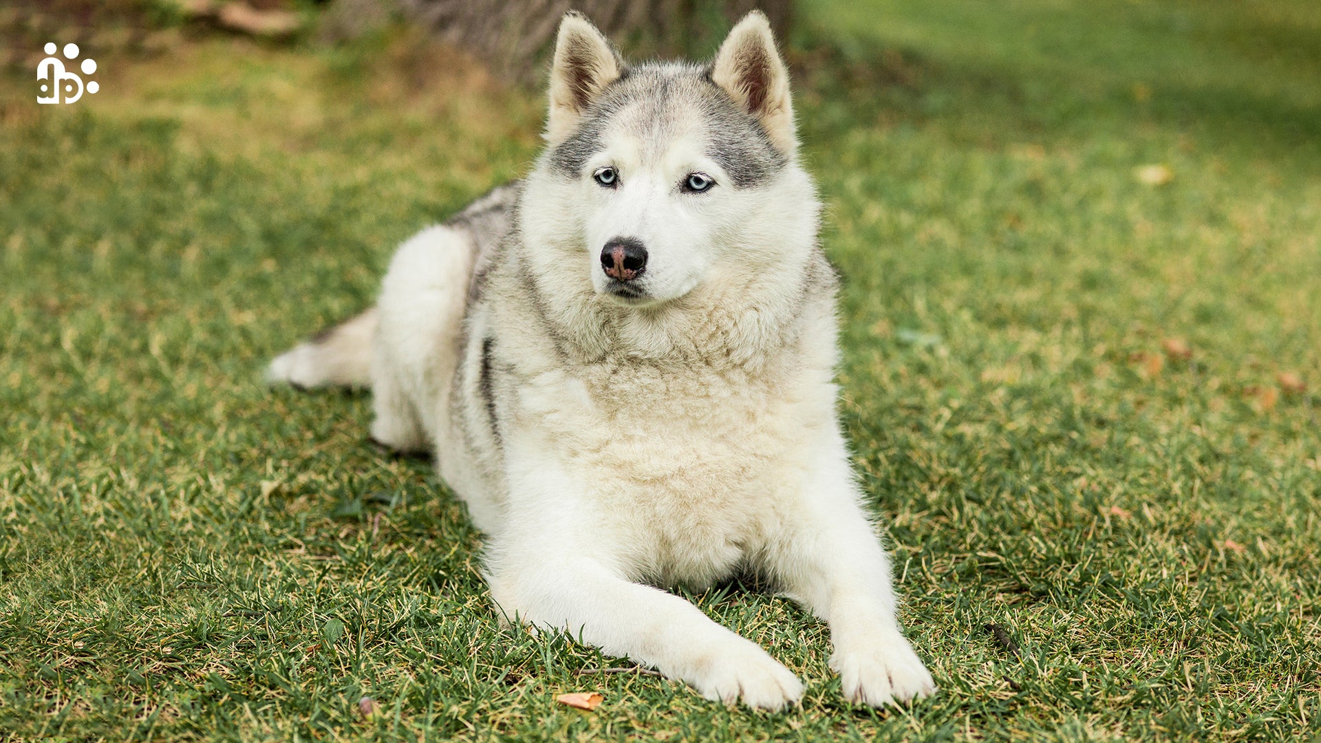 husky dog