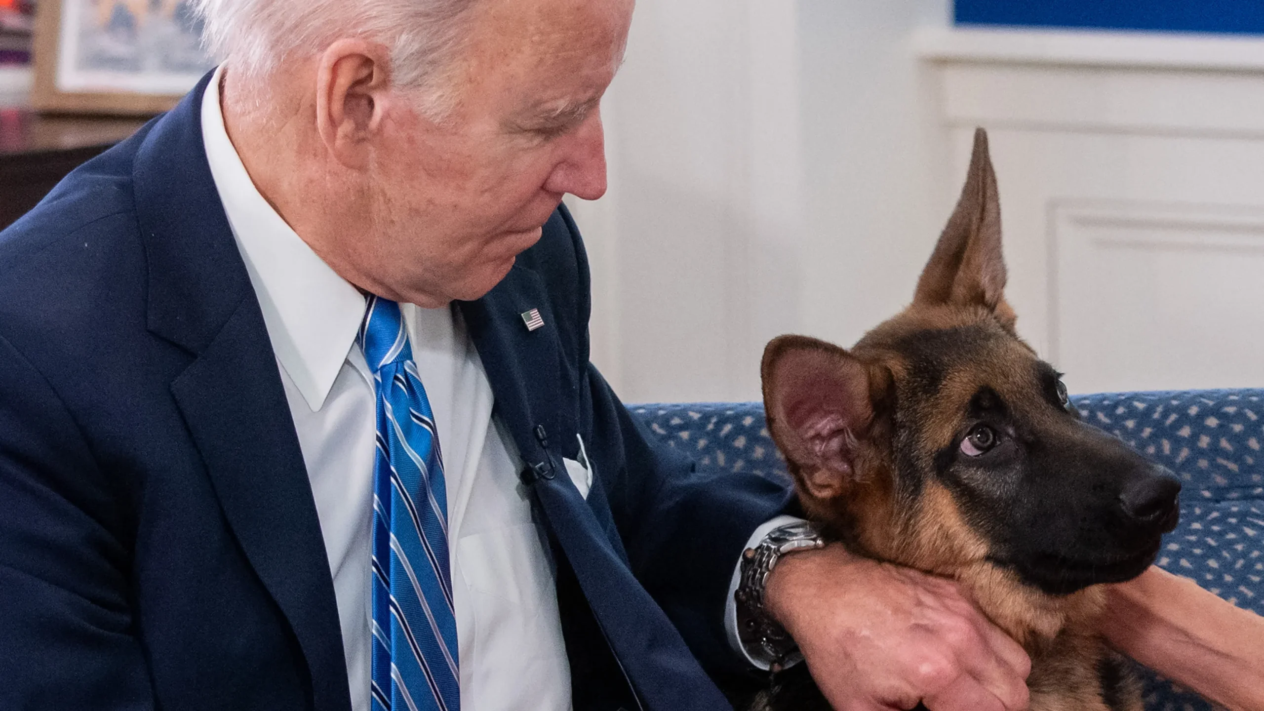 Joe Biden's dog