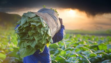 Tobacco farmers