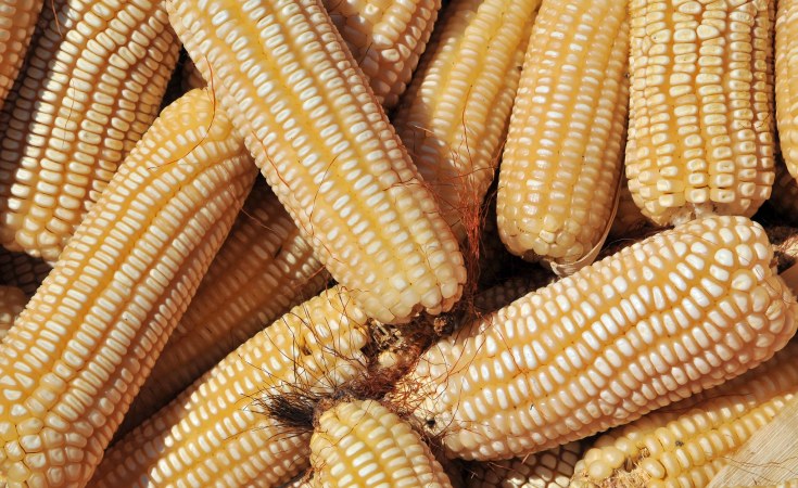maize in Zimbabwe