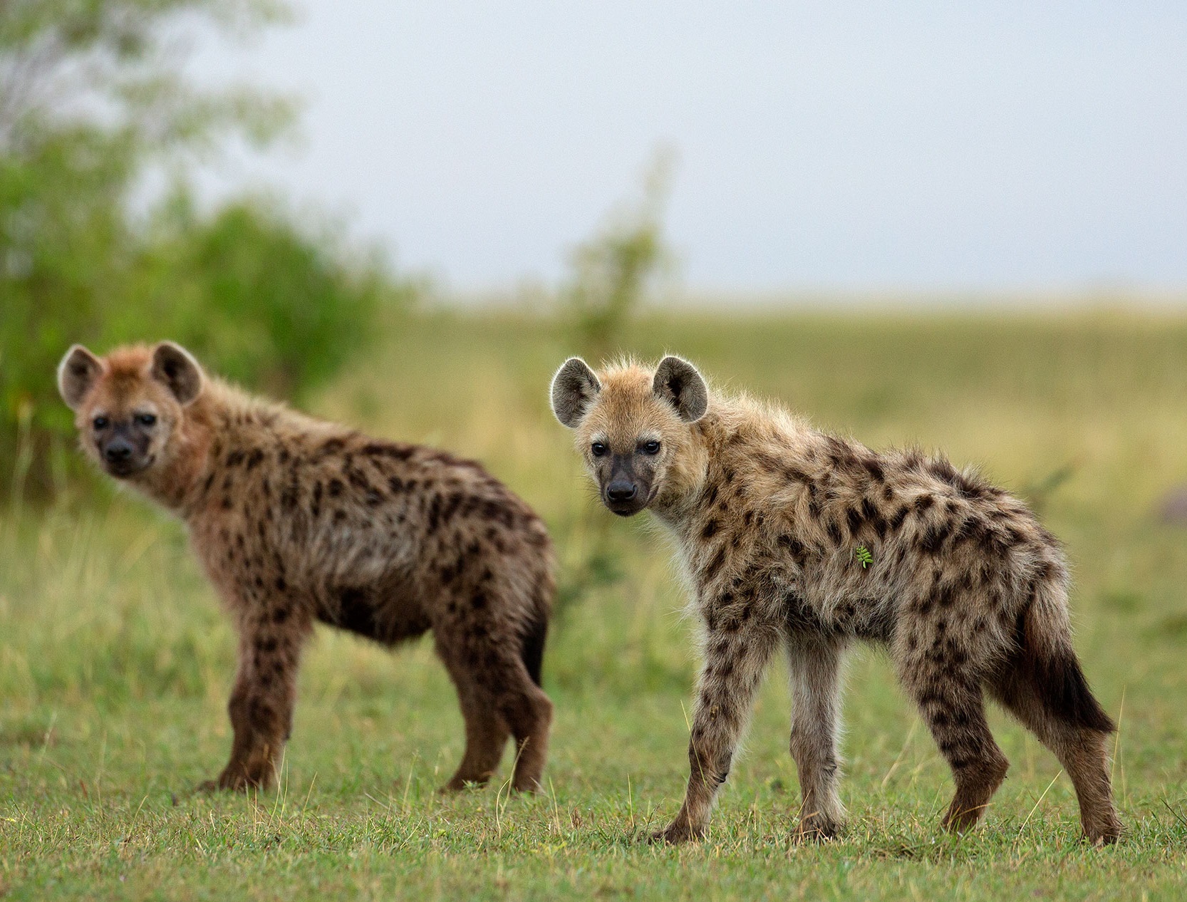 hyenas