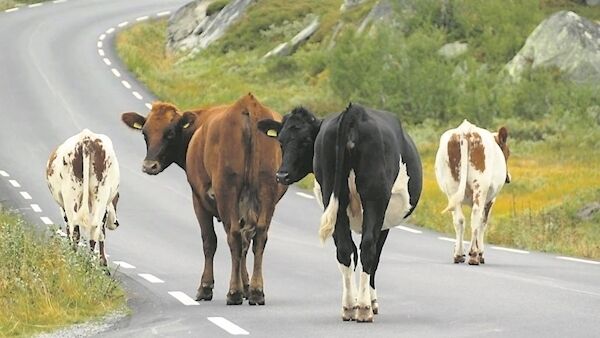 stray livestock along major roads