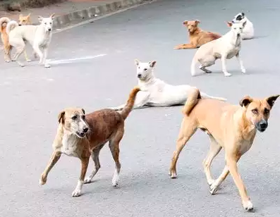 dogs