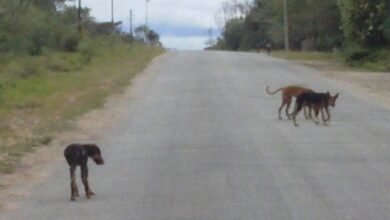stray dogs in Masvingo
