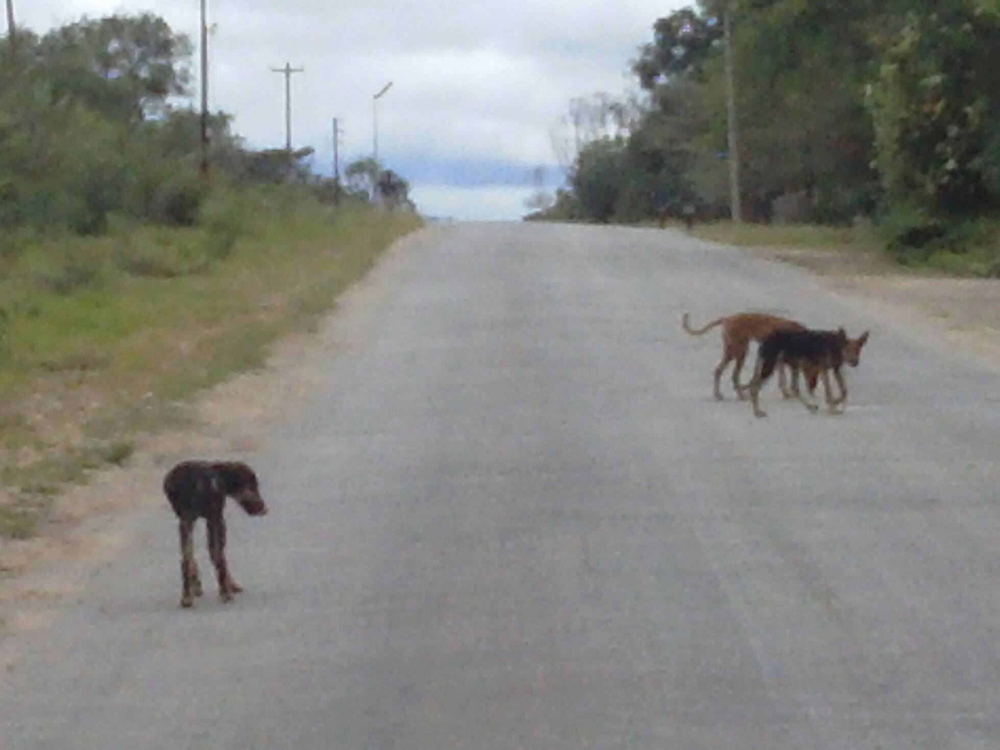 stray dogs in Masvingo