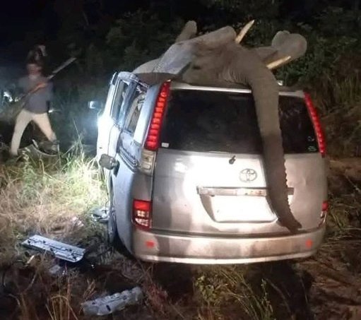 Elephant collision kills one & injures 5 in Victoria Falls tragedy