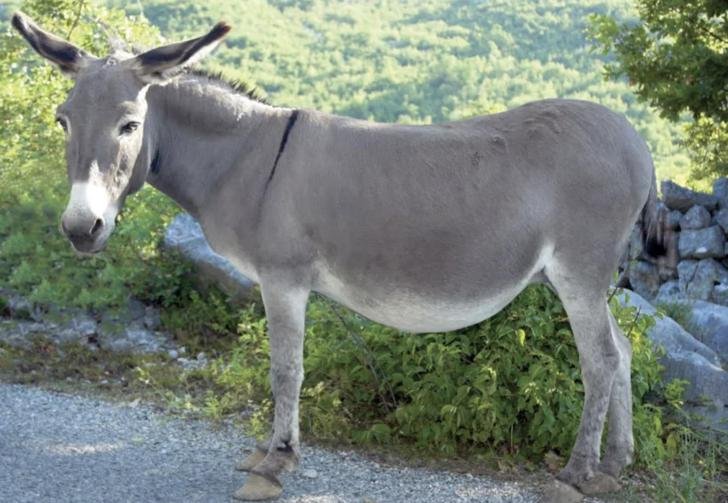 Donkey