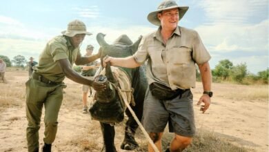 White Rhinos