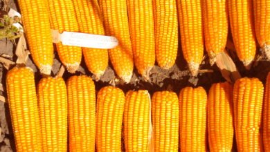 Maize