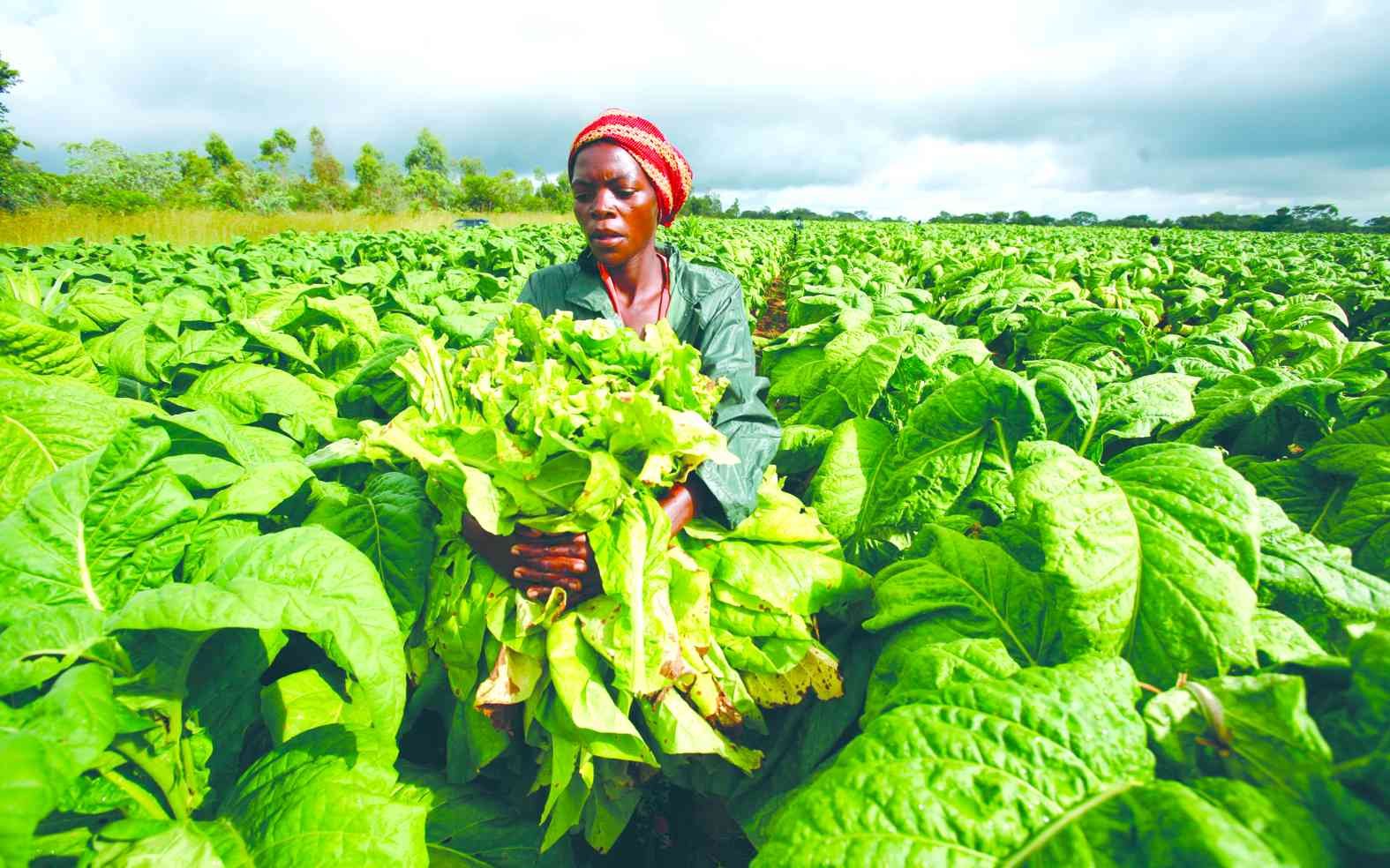 Tobacco farmers