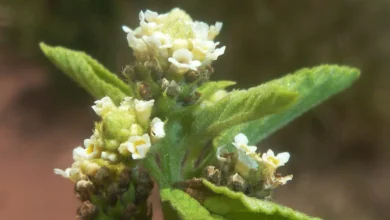 Zumbani