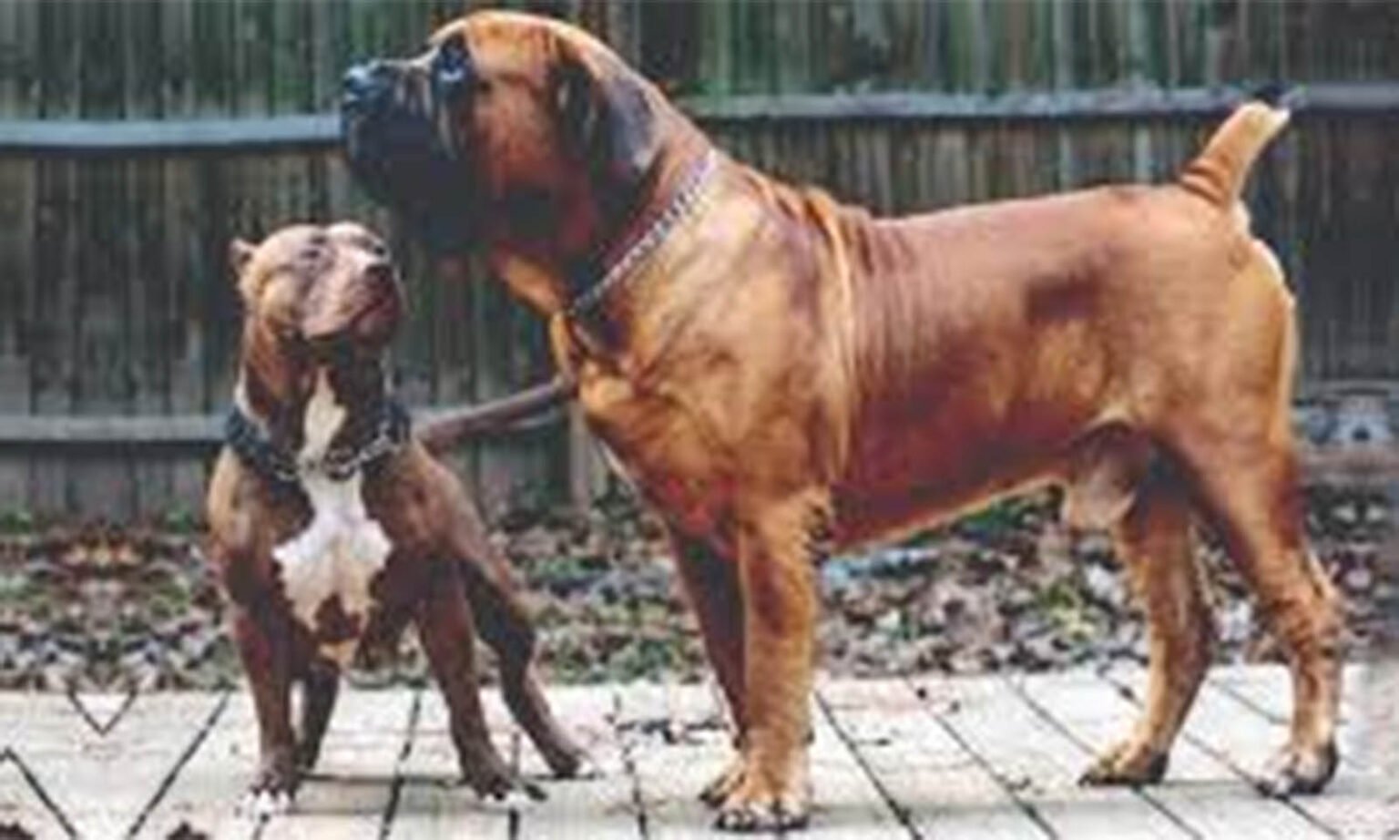 Dogs
