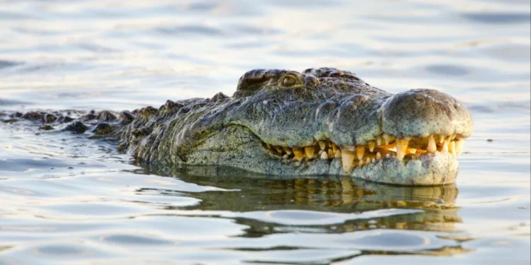 Zambezi River Crocodile Horror